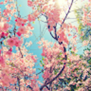 Meet your Posher, Miriam